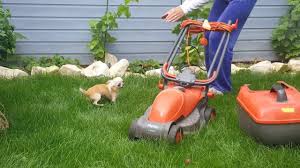 hugo boss our tiny chihuahua plays in the garden small dogs hugo boss small world