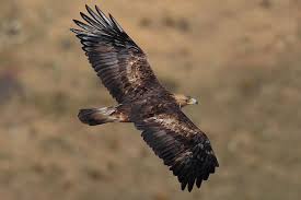 Mexico National Animal Aguila Real Aquila Chrysaetos National Animal Eagle Background Golden Eagle