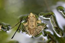 Nature Time: Frogs