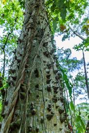 Image result for Ceiba