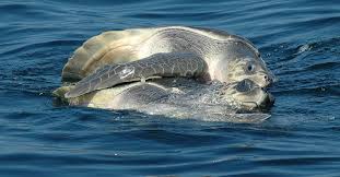 Sea Turtle Tour Mexico Ecotourism Natural Habitat Adventures Sea Turtle Central America Ecotourism