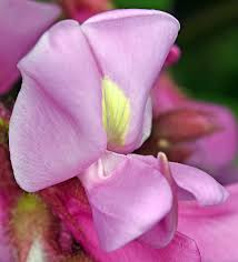 Image result for Robinia hispida