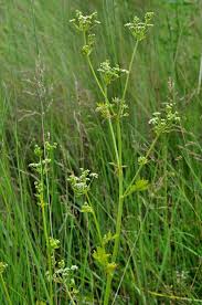Image result for Apium graveolens