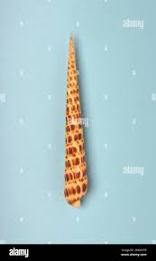 Image result for Triceratella drummondii