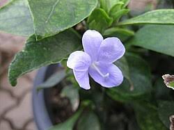Image result for Barleria megalosiphon