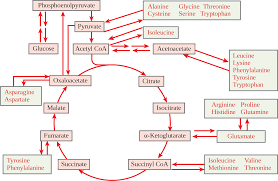 Connections Of Carbohydrate Protein And Lipid Metabolic