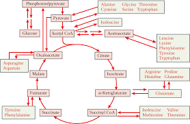 connections of carbohydrate protein and lipid metabolic