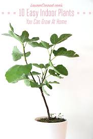 green thumb our favorite indoor plants to grow in your home plante verte deco plantes planter des fleurs