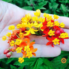 Milkweed Seed Bloodflower Milkweed Seeds Milkweed Flower Seeds