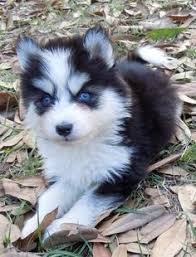 Black And White Pomsky With Blue Eyes Pomsky Puppies With Blue Eyes Google Search Pomsky Puppies Cute Animals Animals