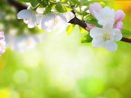 Spring Flowers Background Spring Flowers Wallpaper Spring Wallpaper Spring Flowers Background