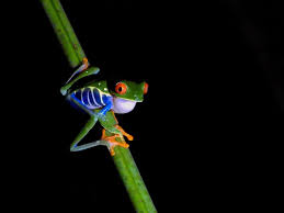 Image result for Tristachya viridiaristata