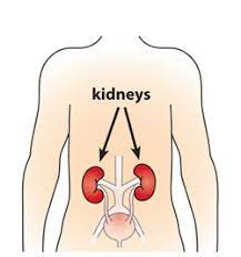 The disease also is caused by lack of blood to the kidneys, drug abuse and inflammation from other causes. What Is Chronic Kidney Disease Niddk