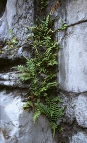 Image result for Pteris burtonii