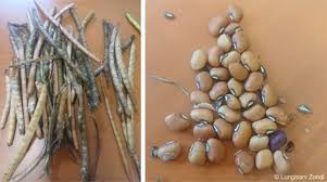 Image result for Vigna unguiculata