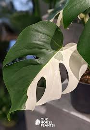 Image result for Selago albomarginata