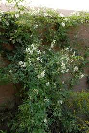 This large vine has somewhat small, gray green, pinnate foliage. Gold Waldrebe Anita Terra Pflanzenhandel
