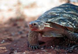 U S Fish And Wildlife Service Open Spaces Blog Desert Tortoise Russian Tortoise Diet Tortoise