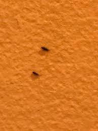 Colossal | art, design, and visual culture. Identifying Small Black Bugs Thriftyfun
