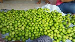 Banyak yang belum tau dengan rasa buah bidara terutama bidara arab , disini saya akan membandingkan dan merasakan langsung kedua jenis bidara ini yaitu. What Is Bidara Fruit Bidara Fruit Is Also Known As Jujube Fruit Fruits