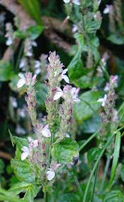 Image result for Isoglossa