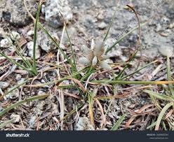 Image result for Cyperus niveus