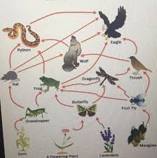 Forest Food Webs