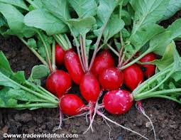 Image result for Maesobotrya