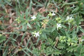 Image result for Oldenlandia