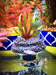 Image result for Xyris aristata