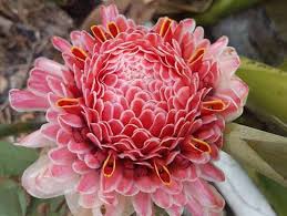 9 manfaat bunga telang, si cantik yang menyehatkan. Bunga Kecombrang Si Merah Cantik Yang Kaya Manfaat