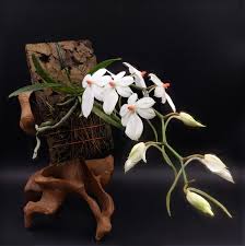 Image result for Aerangis hologlottis