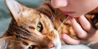 We did not find results for: Ketahui 6 Tanda Kucing Akan Mati Halaman All Kompas Com