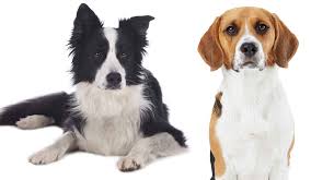 $50 non refundable deposit to secure choice and to establish credibility,. Border Collie Beagle Mix When Two Hard Working Breeds Meet