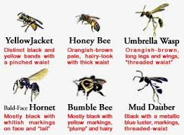 Bees Hornets And Wasps Bee Wasp Hornet Types Of Bees Wasp