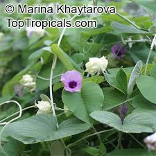 Image result for Argyreia