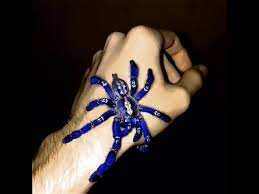 Check spelling or type a new query. Blaue Metallica Spinne Gruselt Durch Das Internet Viral Heute At