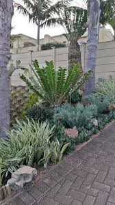Cycads Garden Water Wise Plants Architectural Plants Succulent Rock Garden
