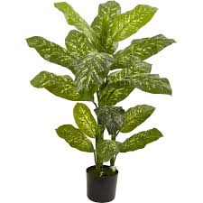 Image result for beautiful dieffenbachia