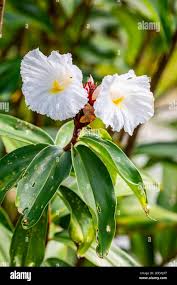 Image result for Costaceae