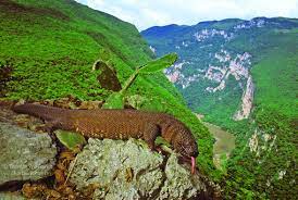 Check spelling or type a new query. Adult Chiapan Beaded Lizard Heloderma Horridum Alvarezi From Sumidero Download Scientific Diagram