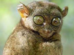 Endangered Animals In The Rainforest Top 6 Endangered Animals