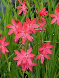 Image result for Hesperantha