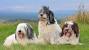 Puppy Short Hair Old English Sheepdog