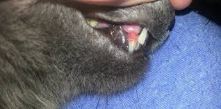 Cat's tongue sticking out from periodontal disease. Cat S Canine Tooth Falling Off Thecatsite