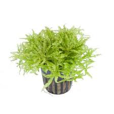Image result for Pogostemon rogersii