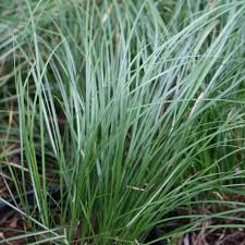 Image result for Carex sp.no.1