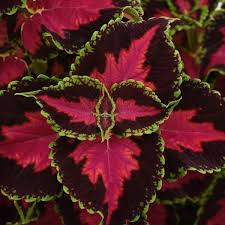 Image result for Coleus guerkei