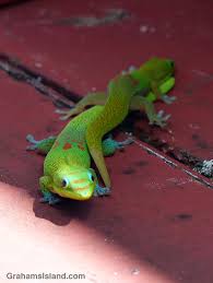 Size please select a size. Gold Dust Day Geckos Slithering By Graham S Island