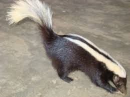 The north american cougar lives in various places and habitats. Carnivore World Auf Twitter Striped Hog Nosed Skunk Conepatus Semistriatus Is A Skunk Species From Central And South America From Southern Mexico To Northern Peru And In The Extreme East Of Brazil Https T Co Lkrkbntqcv